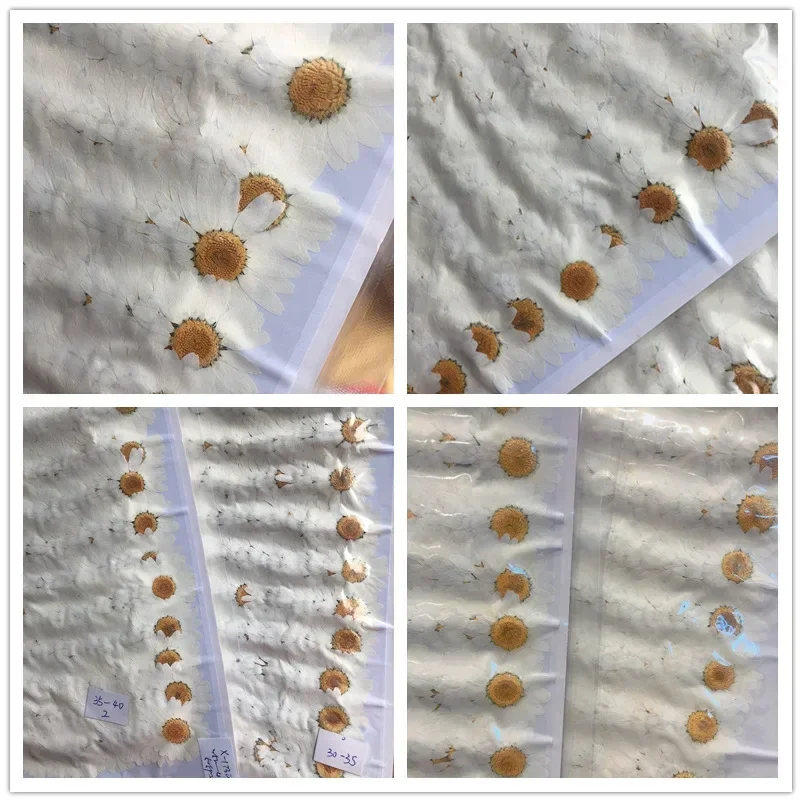 60X pressé séché naturel blanc - Dried Flower Bookmark avis et prix