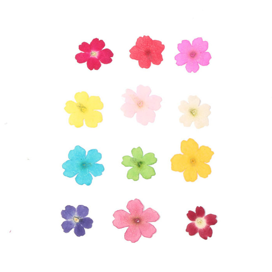 60 pièces 1-2cm pressé séché t - Dried Flower Bookmark avis et prix