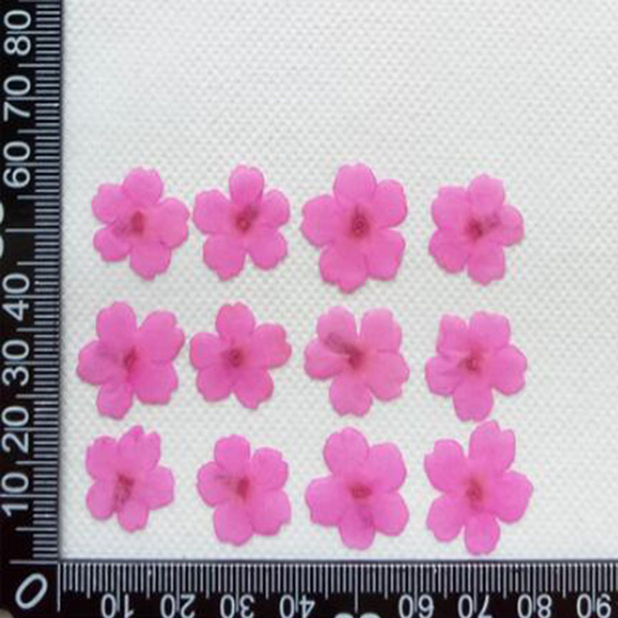 60 pièces 1-2cm pressé séché t - Dried Flower Bookmark avis et prix